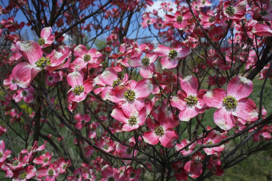 Cornus florida No. 1’ Cherokee Brave Kiefer