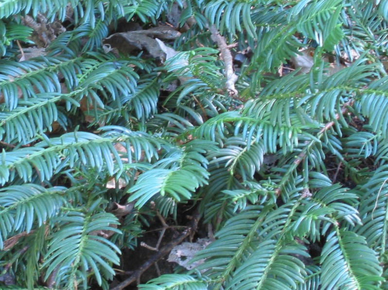 Cephalotaxus harringtonia ‘Prostrata’ Kiefer Nursery Trees, Shrubs