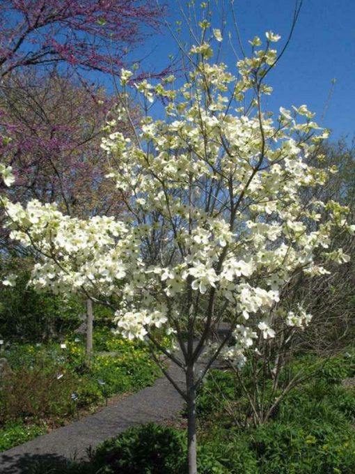 Cornus florida ‘Cherokee Princess’ Kiefer Nursery Trees, Shrubs