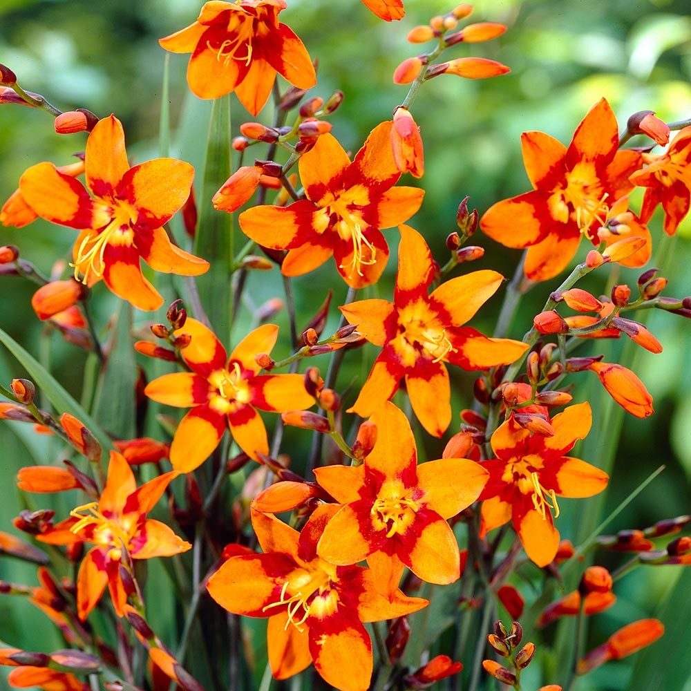 Crocosmia ‘Emily McKenzie’ Kiefer Nursery Trees, Shrubs, Perennials