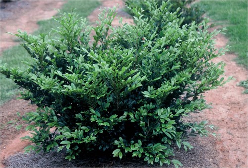 Distylium ‘PIIDISTI’ ‘Emerald Heights’ Kiefer Nursery Trees, Shrubs