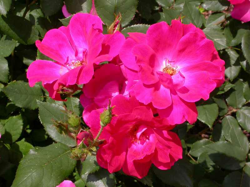 Rosa ‘Radrazz’ Knock Out PP11836 Kiefer Nursery Trees, Shrubs