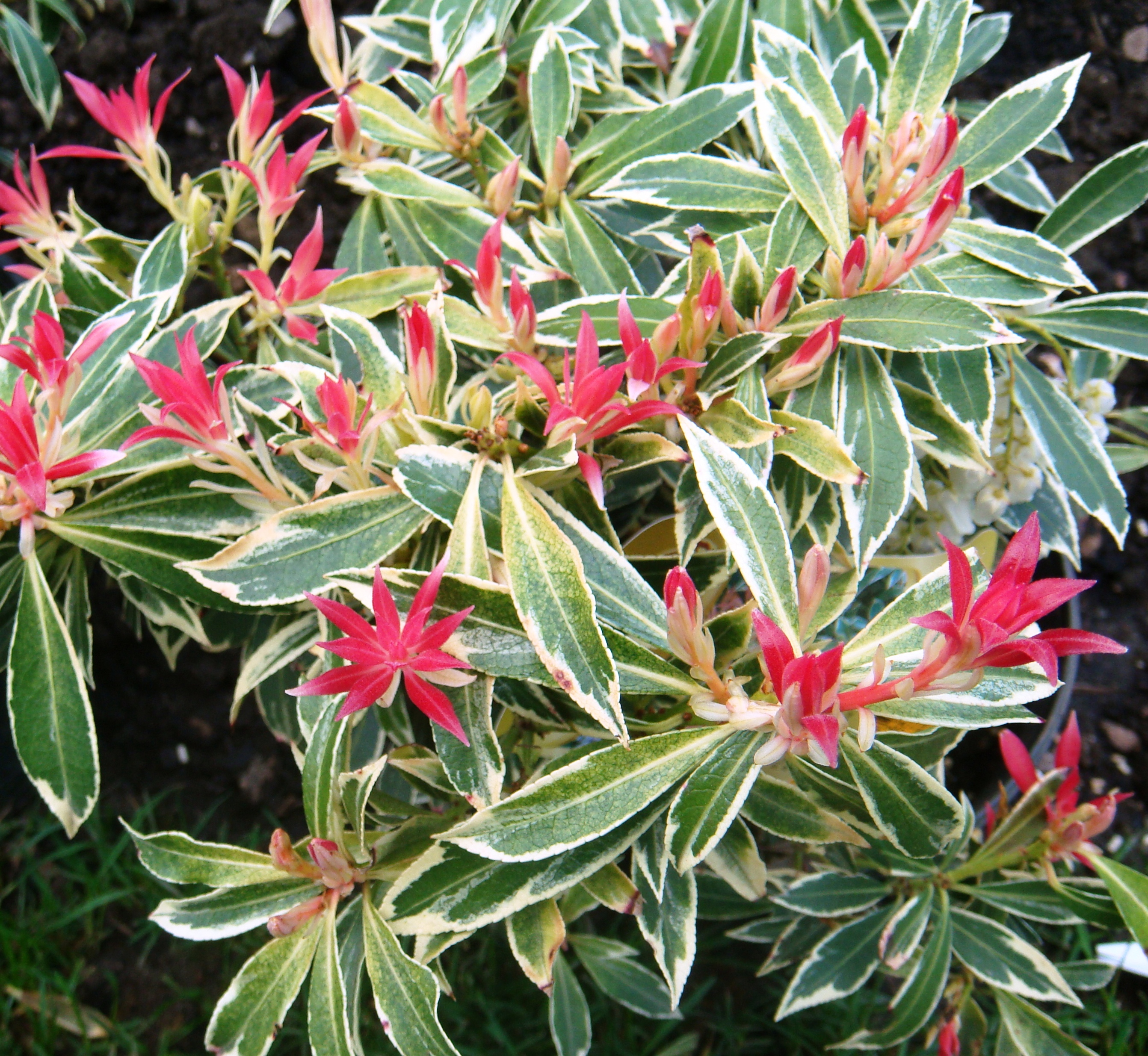 Pieris japonica ‘Flaming Silver’ Kiefer Nursery Trees