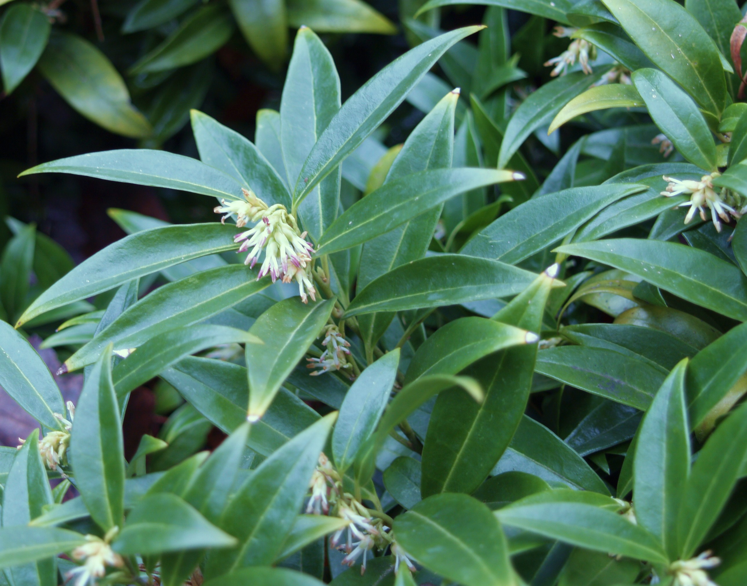 Pruning Sarcococca Humilis