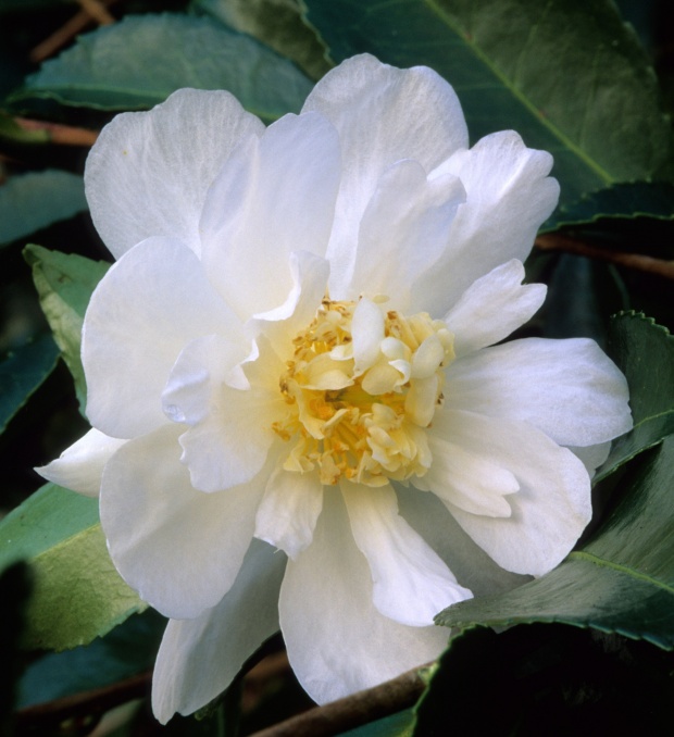 Camellia x ‘Winter’s Snowman’ Kiefer Nursery Trees, Shrubs, Perennials