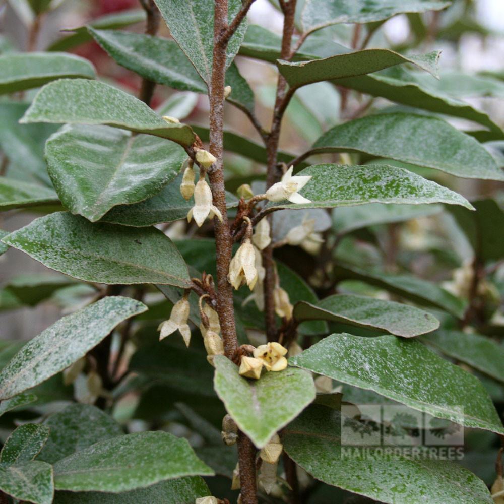 Elaeagnus x ebbingei, Ebbing???s Silverberry Kiefer Nursery Trees