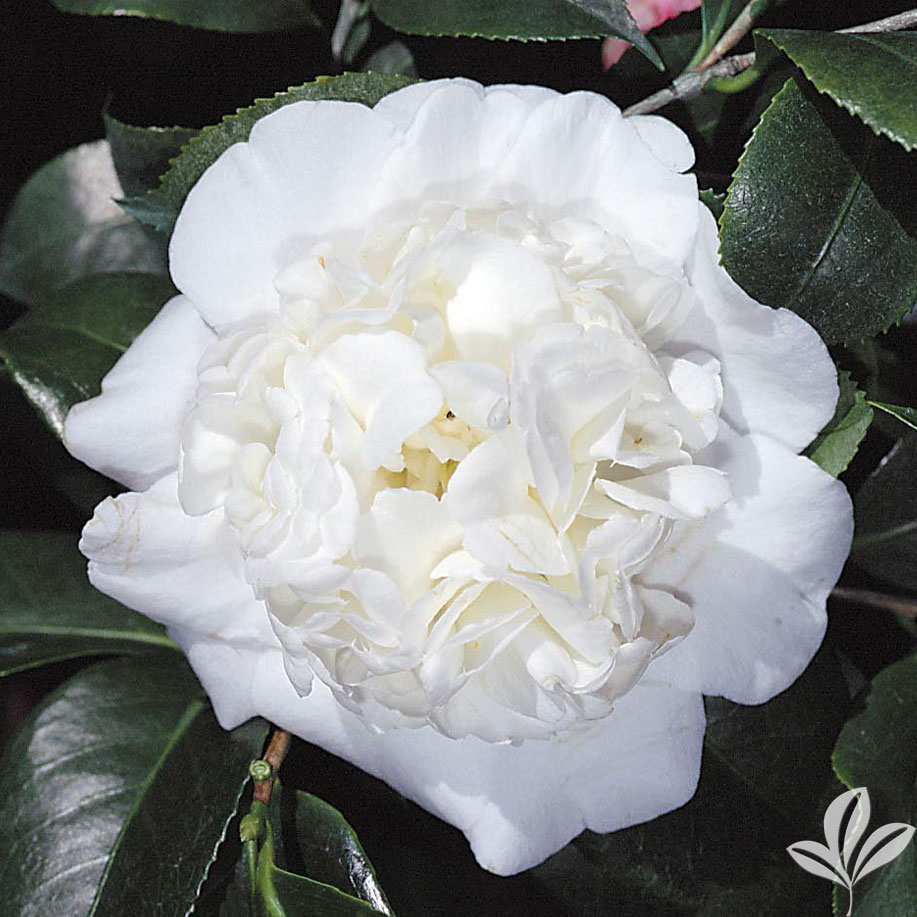 Camellia japonica ‘Snow Chan’ Kiefer Nursery Trees, Shrubs, Perennials