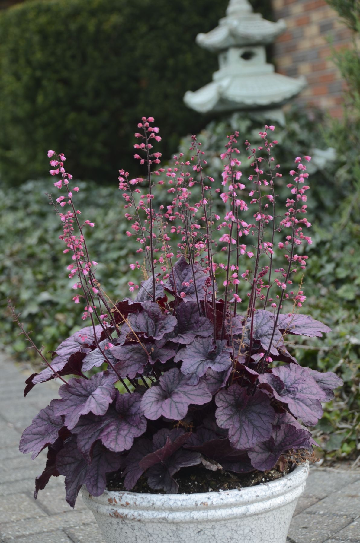 Heuchera ‘Grape Timeless’ Kiefer Nursery Trees, Shrubs, Perennials