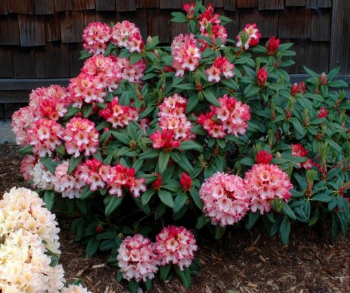 Rhododendron ‘Fire Rim’ Kiefer Nursery Trees, Shrubs