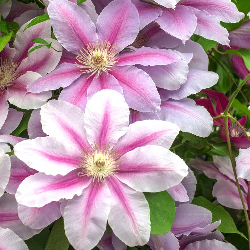 Clematis ‘Bees Jubilee’ Kiefer Nursery Trees, Shrubs, Perennials
