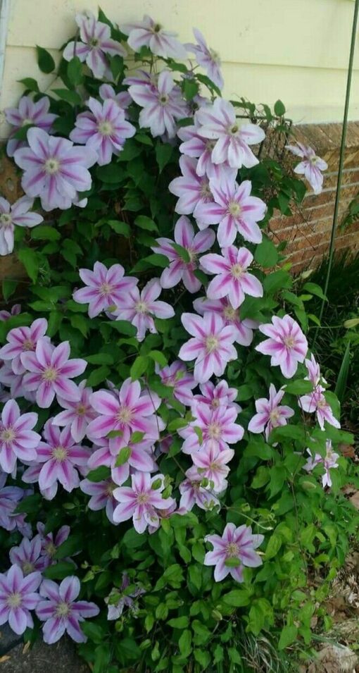Clematis ‘Bees Jubilee’ Kiefer Nursery Trees, Shrubs, Perennials