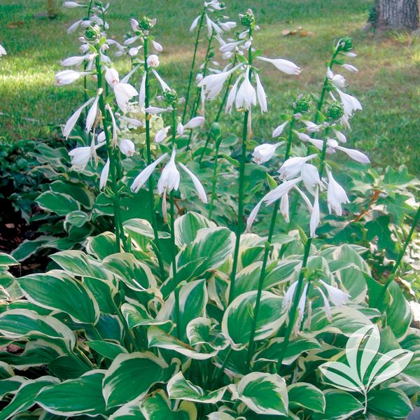 Hosta ‘So Sweet’ Kiefer Nursery Trees, Shrubs, Perennials