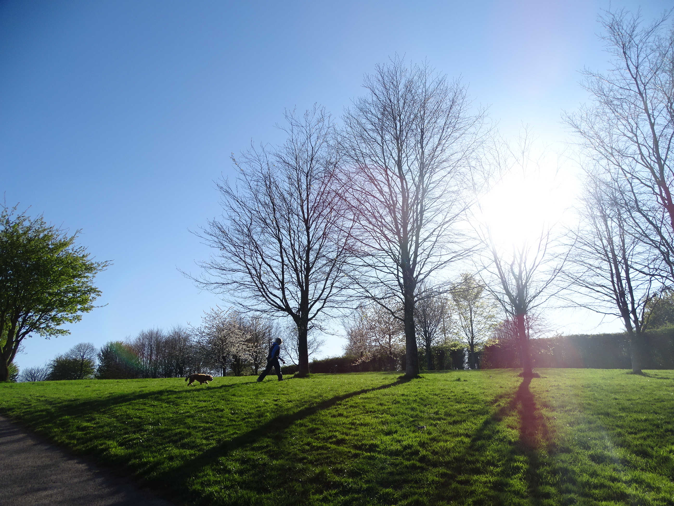 Spring Awakens, Beaumont Park, Cork, April 2020 Lord Mayor of Cork Cllr. Kieran McCarthy