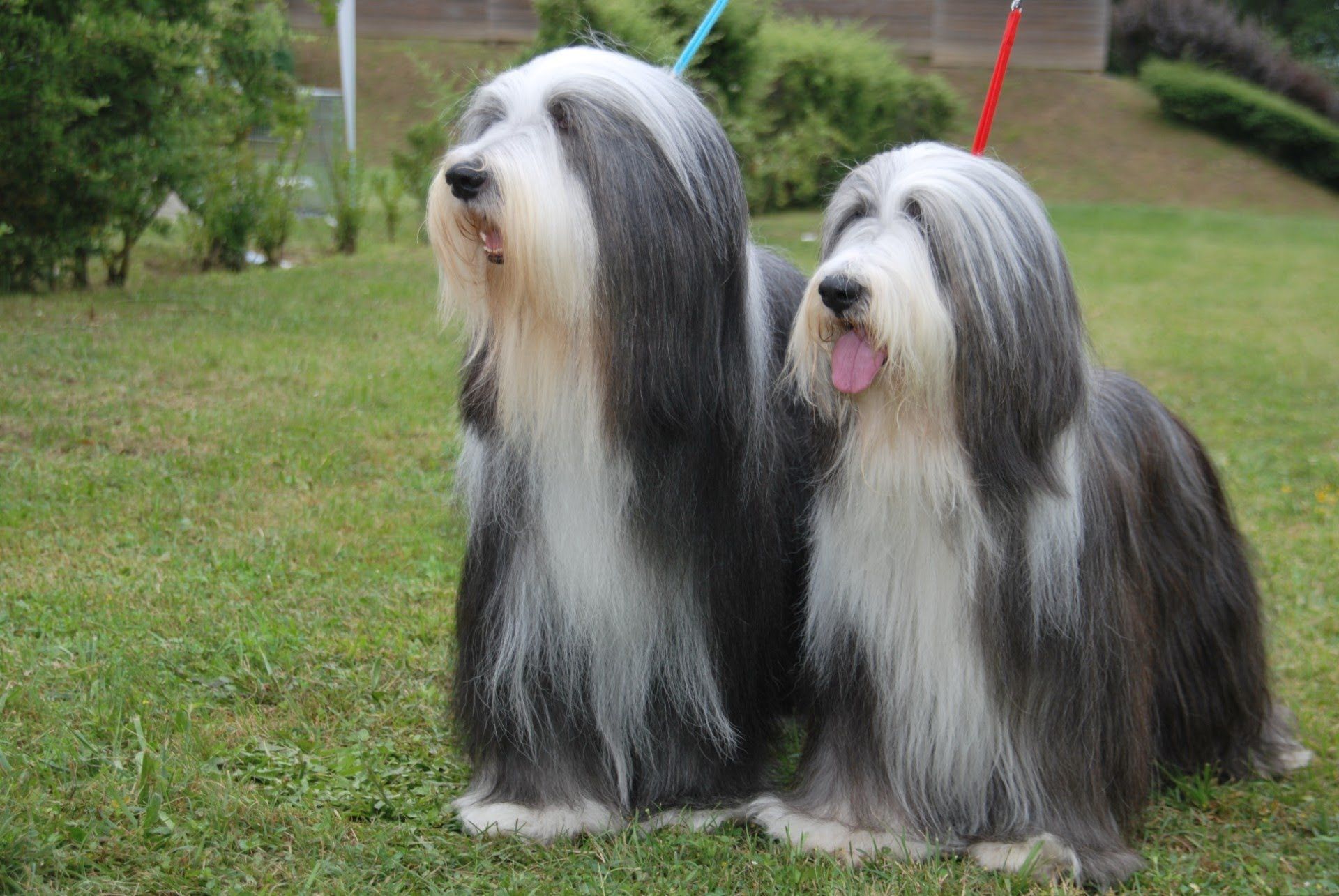 LA IMPORTANCIA DEL PELO PARA EL PERRO KIKECAN