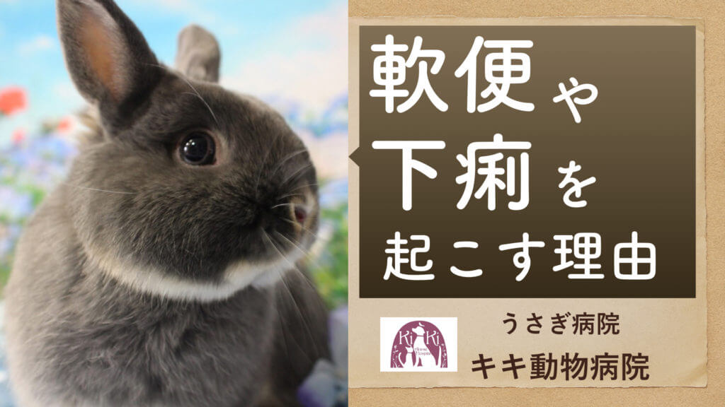 うさぎ 下痢 病院 値段