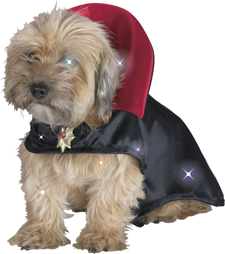 Mes créations tube chien en costume