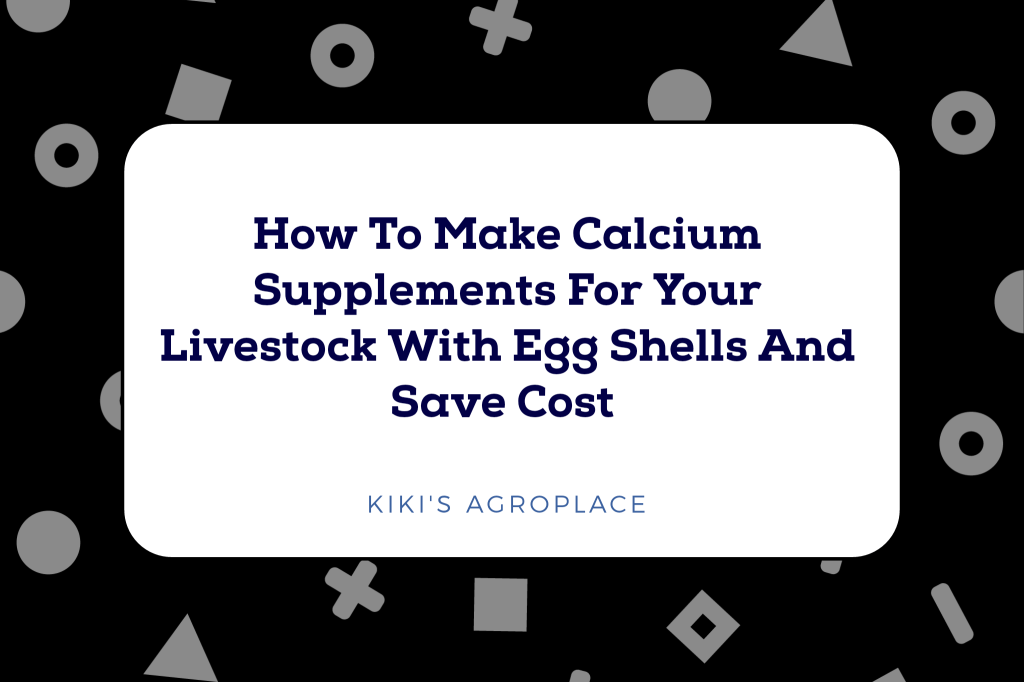 How to make calcium supplements for your livestock using egg shells step by step guide. Kiki's