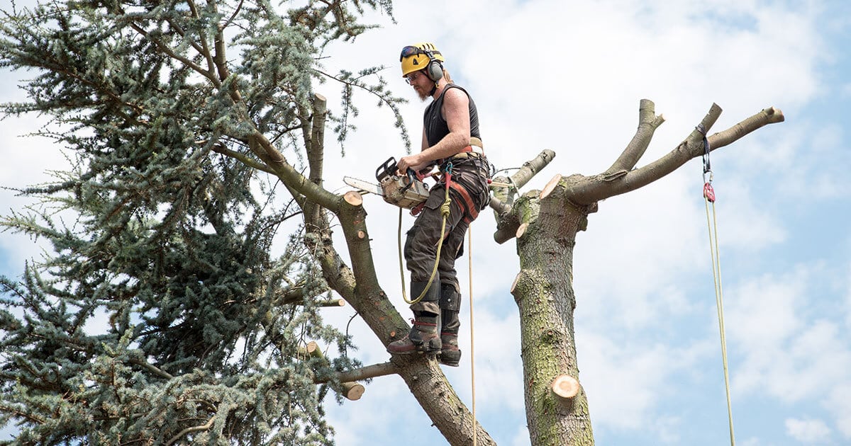 Why Tree Topping Hurts Trees Kildonan Tree Service