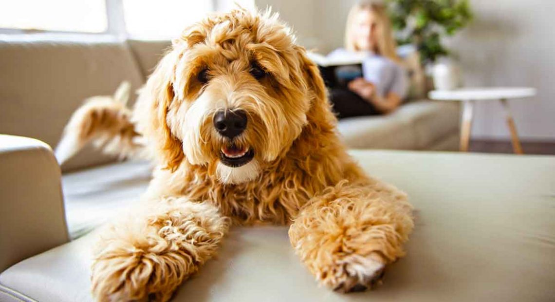 Alert for missing pet in Kilkenny following spate of dog thefts