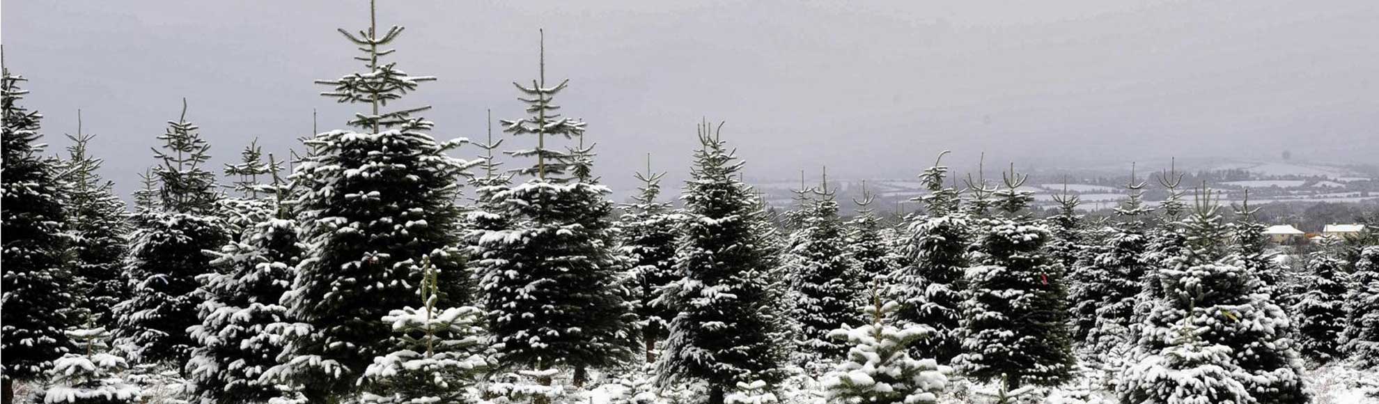 Killarney Christmas Trees Real Wholesale Christmas Trees Ireland