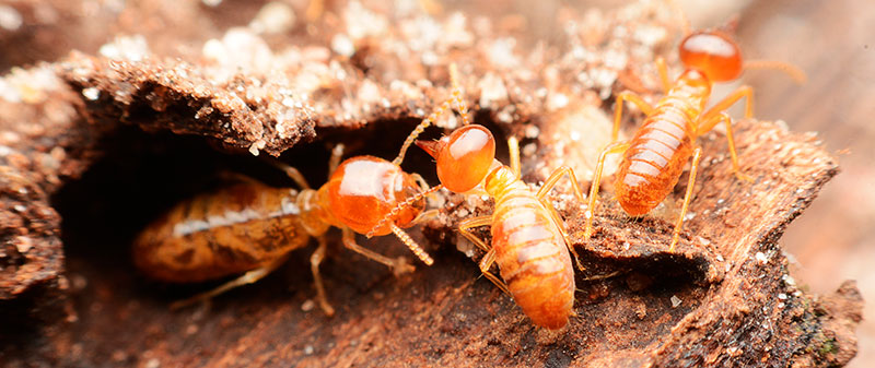 Anaianai akibatkan kerugian lebih RM40 Juta Killbug Pest Control