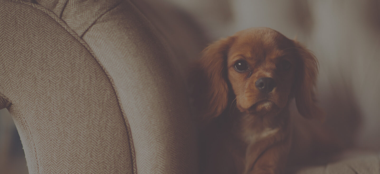 EaseMyMind LLC Pet & House Care Trusted & loved since 2006