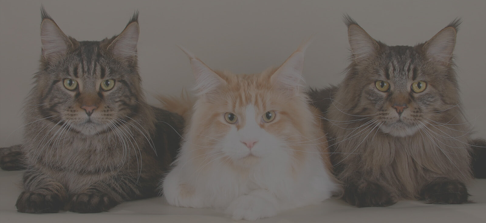 EaseMyMind LLC Pet & House Care Trusted & loved since 2006