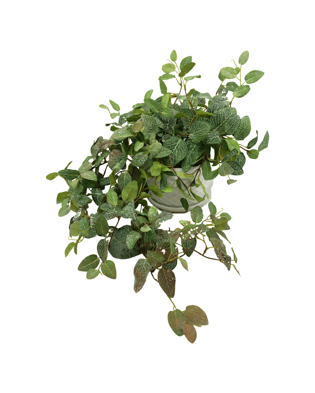 Trailing Nerve Plant