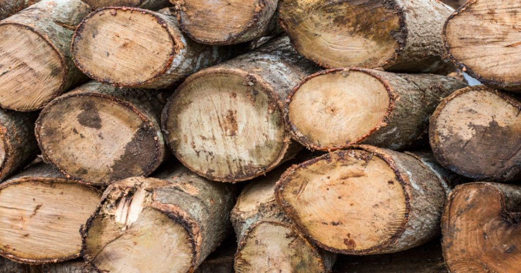 A Quick Guide to Wood Destroying Insects Affordable Bio