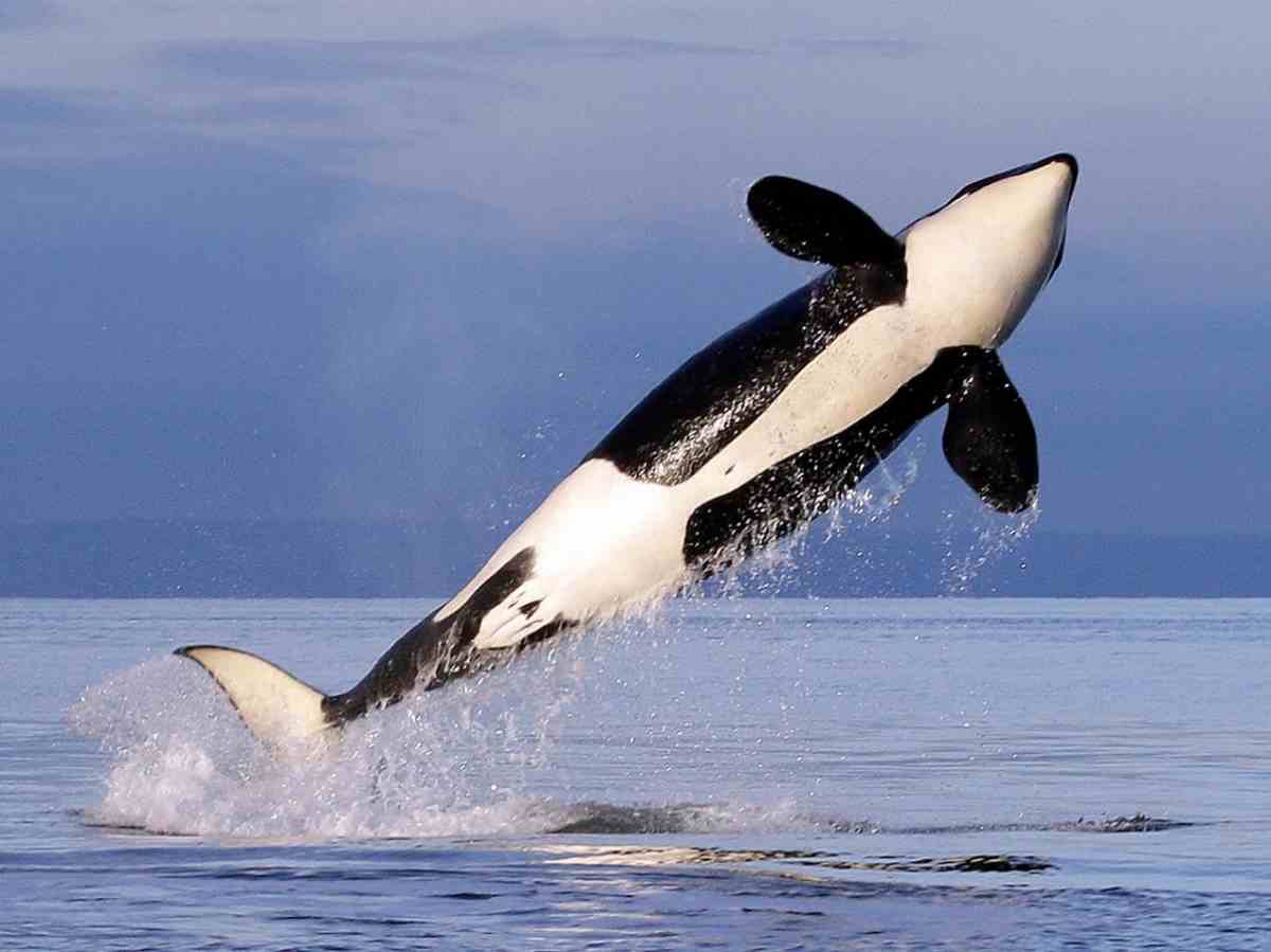Physical Characteristics of Killer Whale Seller of marine and ancient