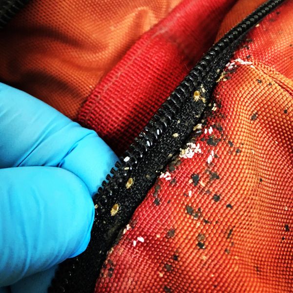 Killian Pest Control Bakersfield CA Bakersfield Pest Control