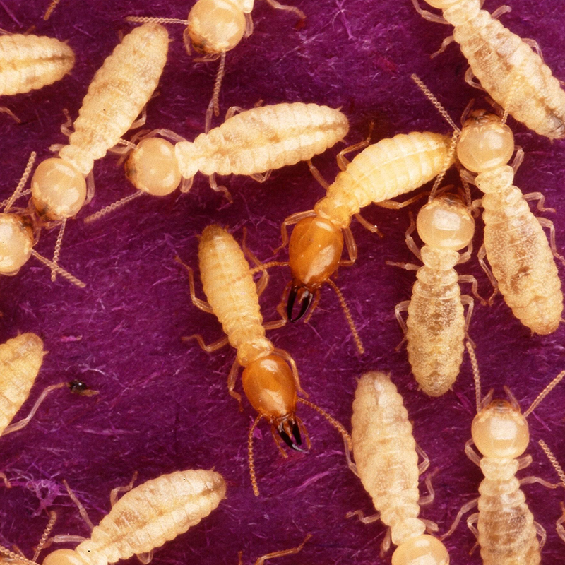 Termite Control Exterminator Bay Area Killroy Pest Control