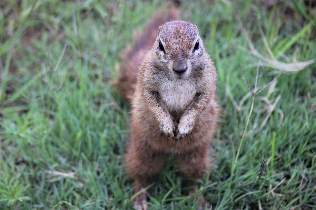 Ground Squirrel Control Home and Business Killroy Pest Control