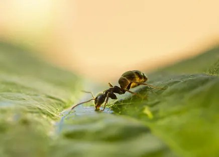 How Ants Survive the Rain | Facts about ants | Killroy Pest Control