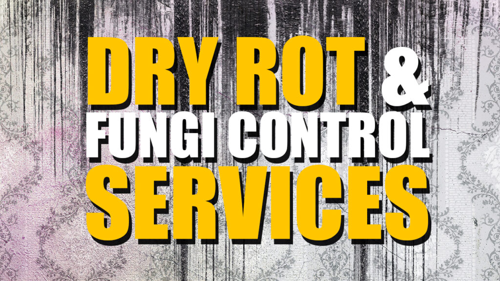 Dry Rot & Fungi Control Cleaning and Removal Killroy Pest Control