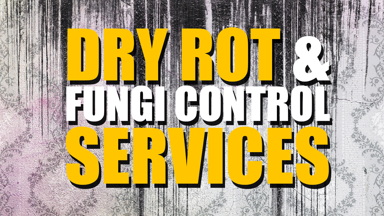 Dry Rot & Fungi Control Cleaning and Removal Killroy Pest Control