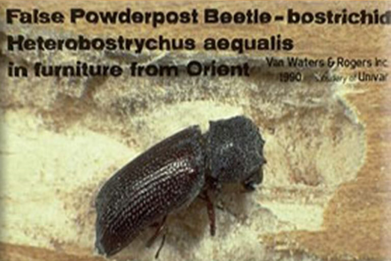 Powderpost Beetle Pest Control Services Killroy Pest Control