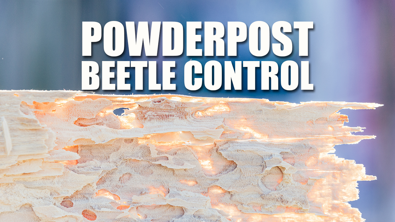 Powderpost Beetle Pest Control Services Killroy Pest Control