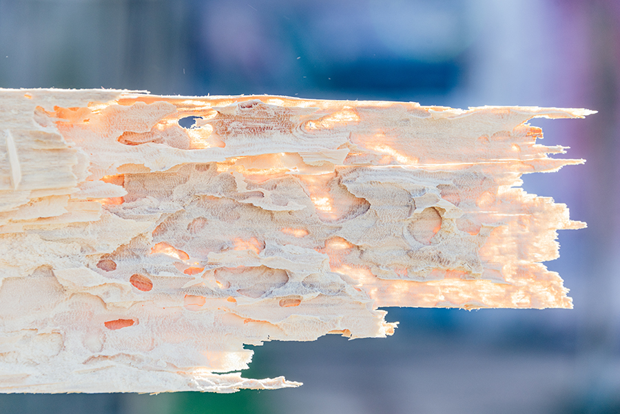 Powderpost Beetle Pest Control Services Killroy Pest Control