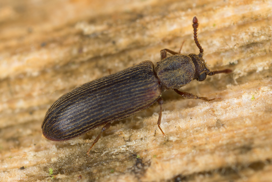 Powderpost Beetle Pest Control Services Killroy Pest Control