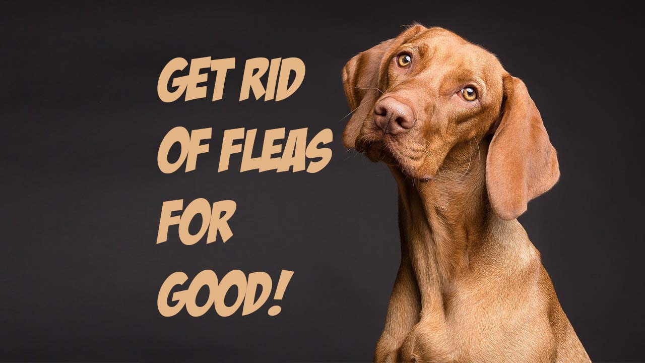 Flea Control Tracy Extermination Killroy Pest Control