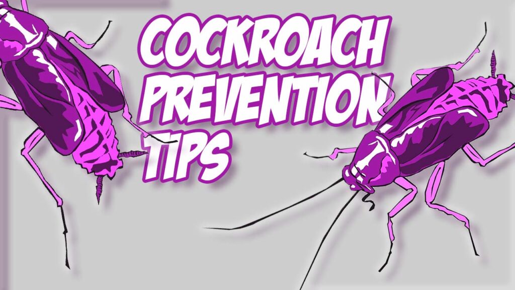 Cockroach Prevention Tips Killroy Pest Control