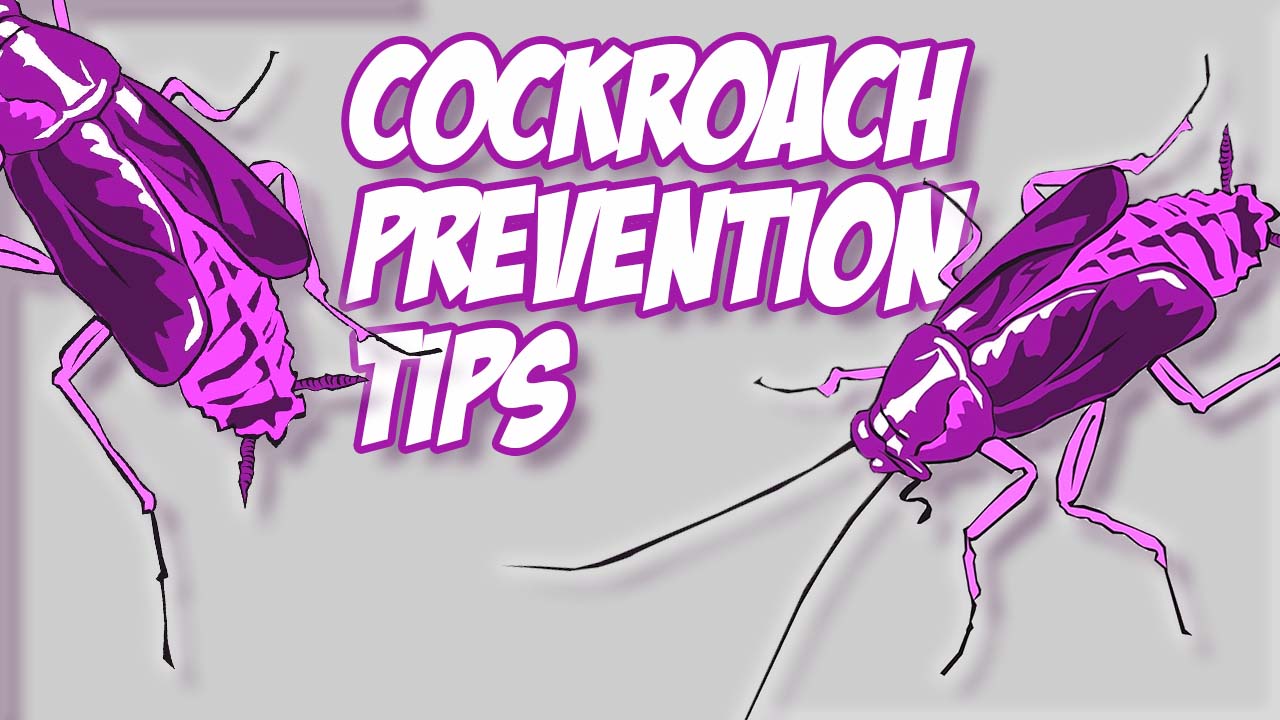 Cockroach Prevention Tips Killroy Pest Control