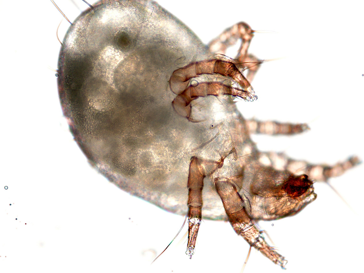 Dust Mites Bay Area Pest Control Services Killroy Pest Control