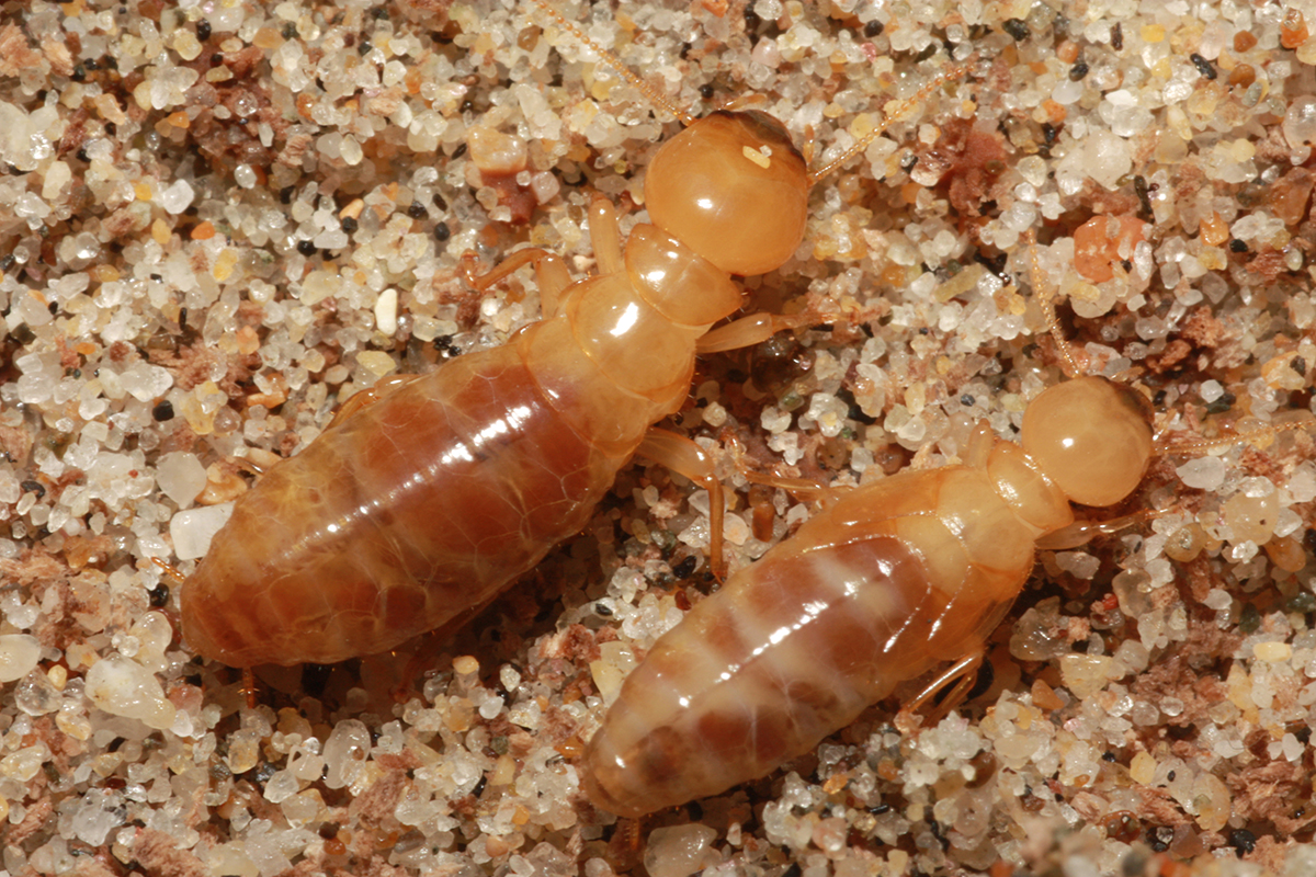 Worker Termites