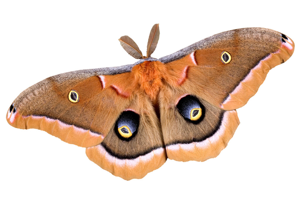 Moths Bay Area Insect Information Killroy Pest Control