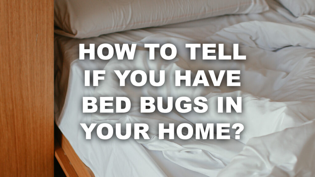 How to tell if you have bed bugs in your home? Killroy