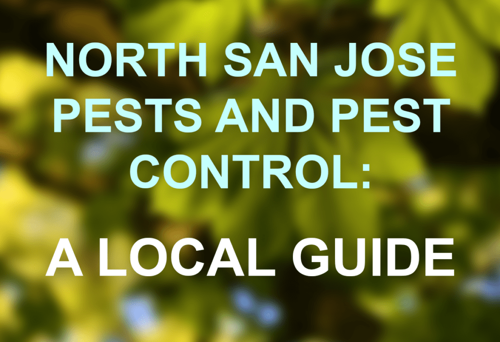 North San Jose Pests and Pest Control A Local Guide Killroy