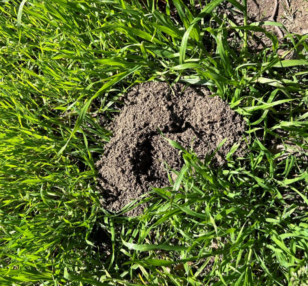 Gopher Hole vs. Mole Hole Understanding the Key Differences