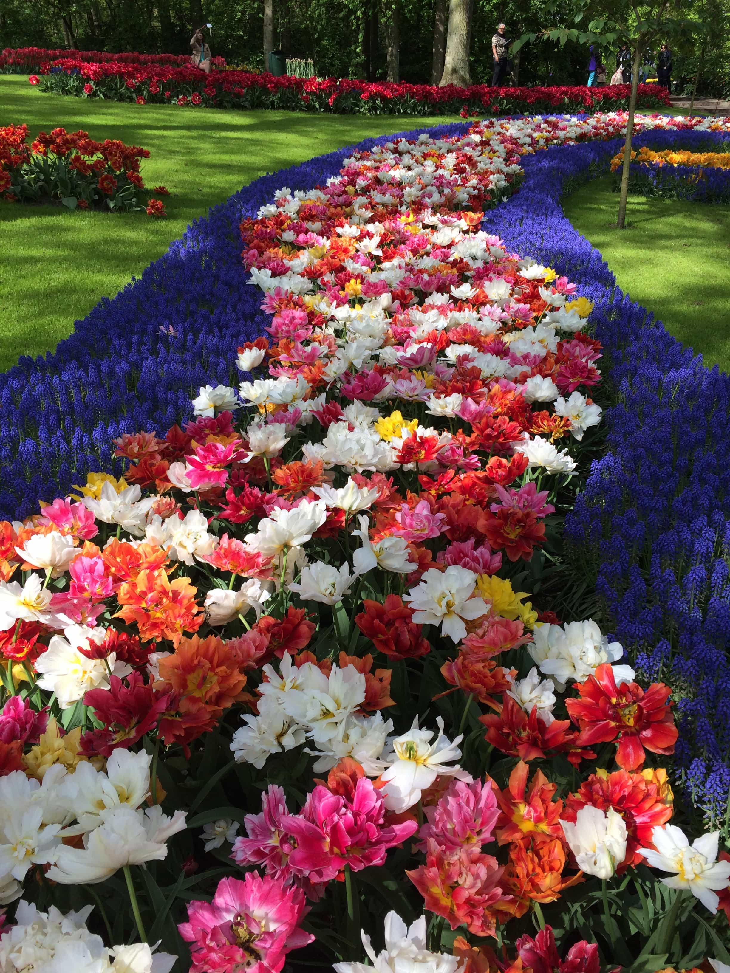Keukenhof Gardens Amsterdam Netherlands Tulips Less Crowded Tulip